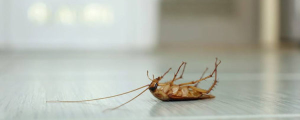 insecticide